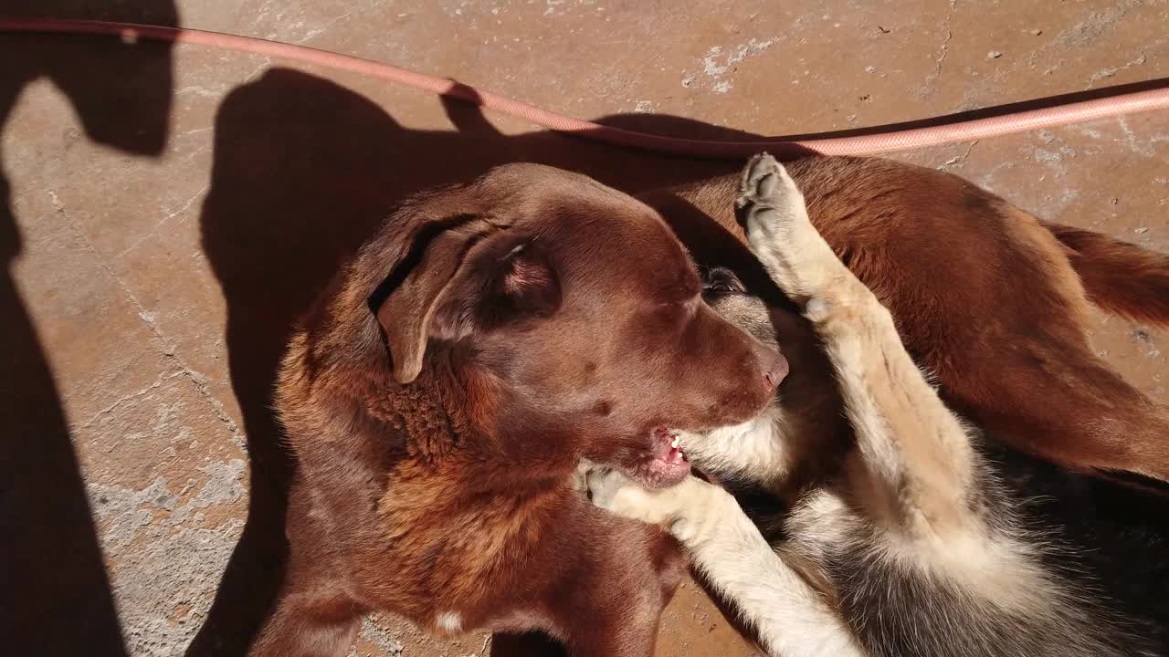 一只年轻的德国牧羊犬和一只巧克力色的拉布拉多犬玩耍视频素材