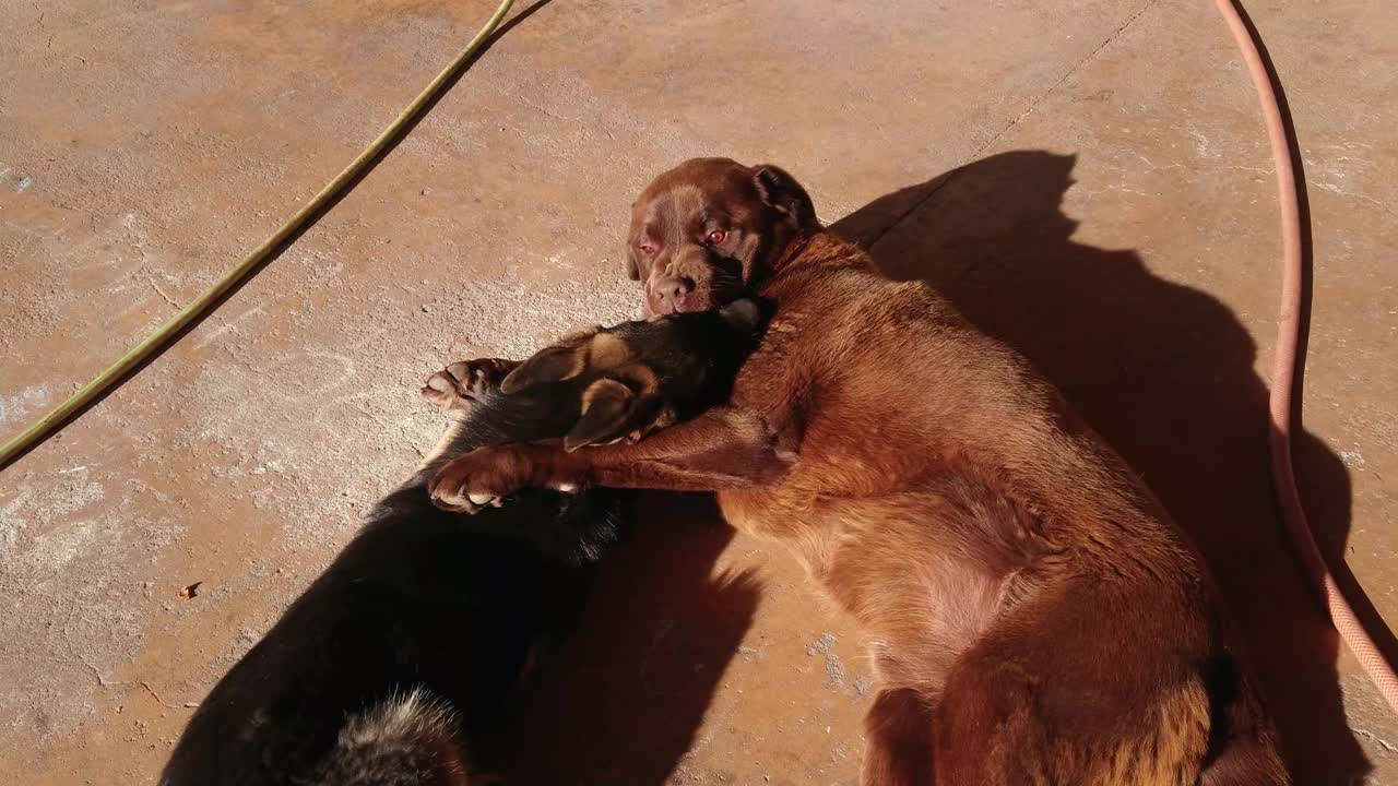 一只年轻的德国牧羊犬和一只巧克力色的拉布拉多犬玩耍视频素材