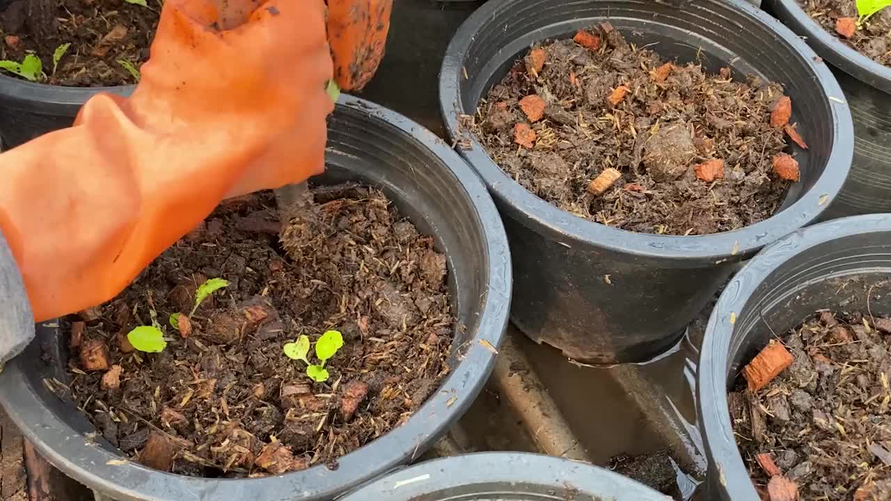 有机蔬菜种植环境温室视频素材