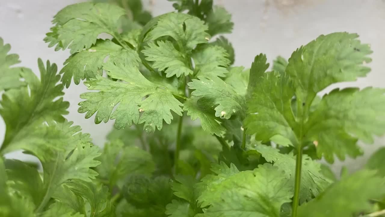 花园里的新鲜欧芹叶视频素材