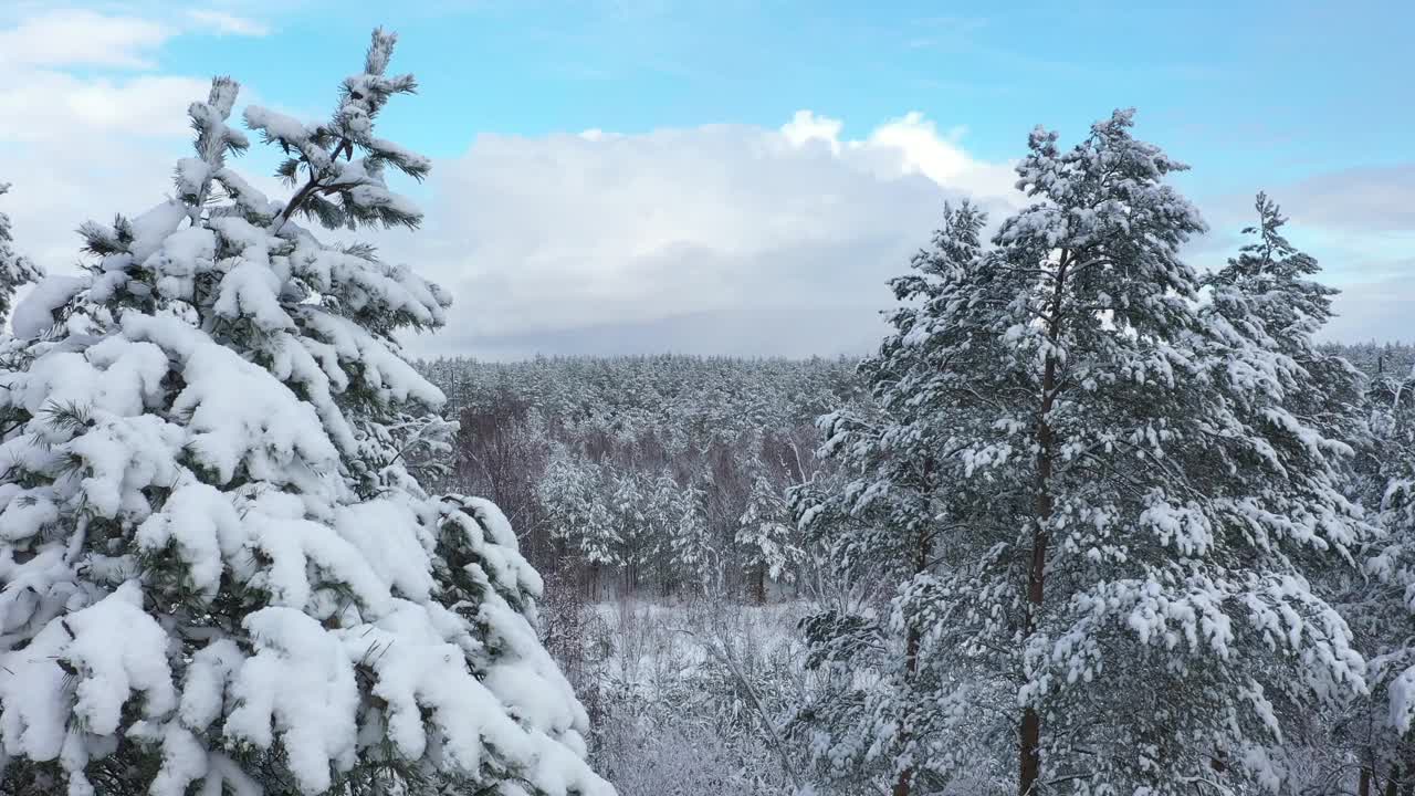 用4k摄像机拍下了覆盖着积雪的混合森林。视频素材