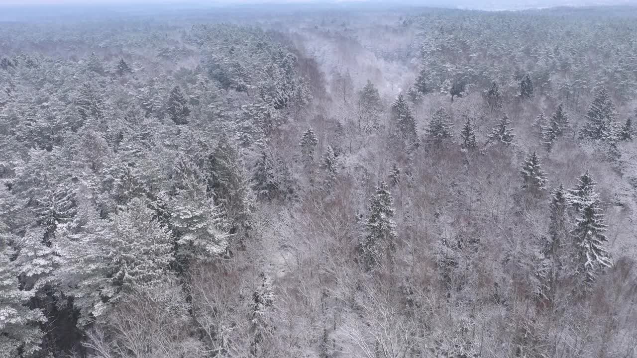 用4k摄像机拍下了覆盖着积雪的混合森林。视频素材