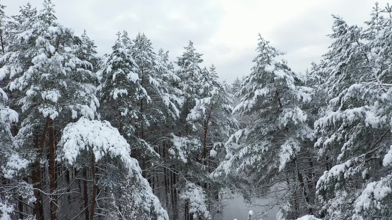 用4k摄像机拍下了覆盖着积雪的混合森林。视频素材