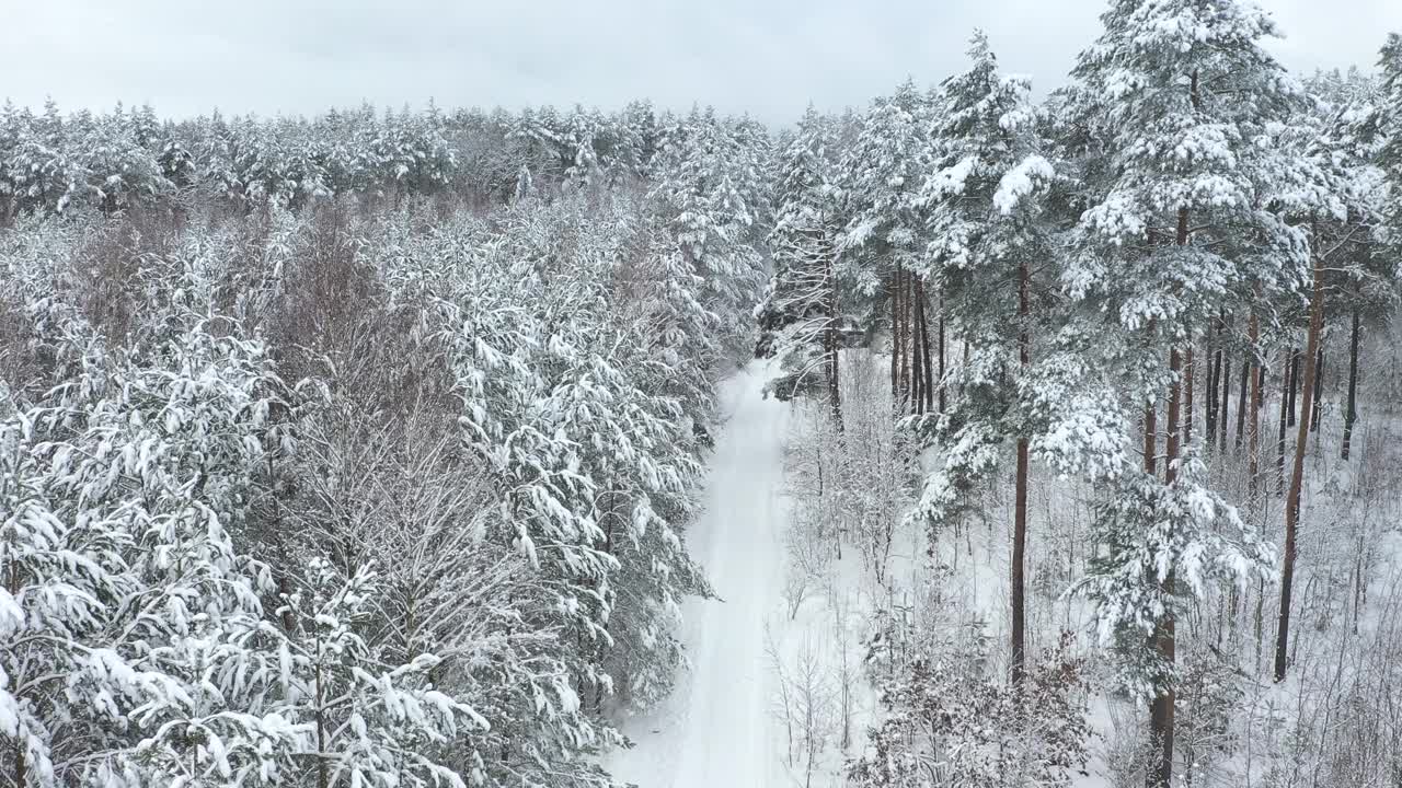 用4k摄像机拍下了覆盖着积雪的混合森林。视频素材