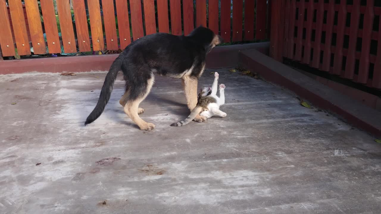 年轻的德国牧羊犬小狗和猫玩耍和打架视频素材