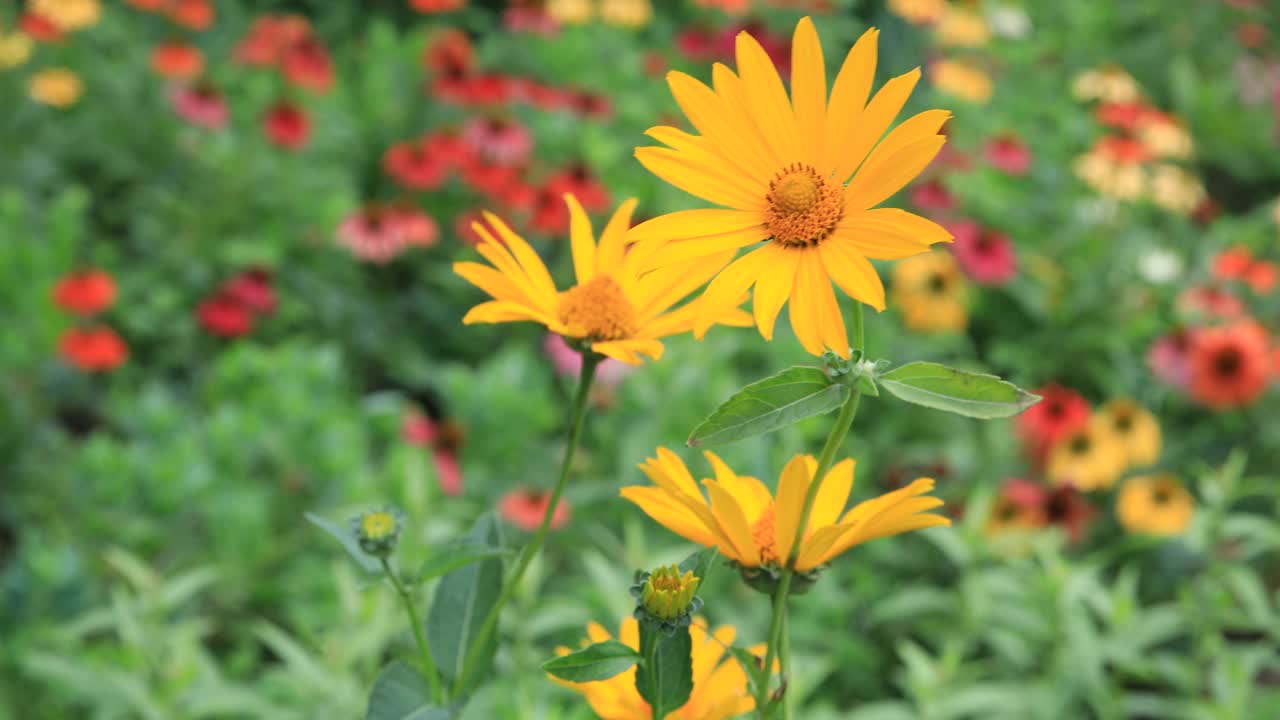 野雏菊随风摇摆视频素材