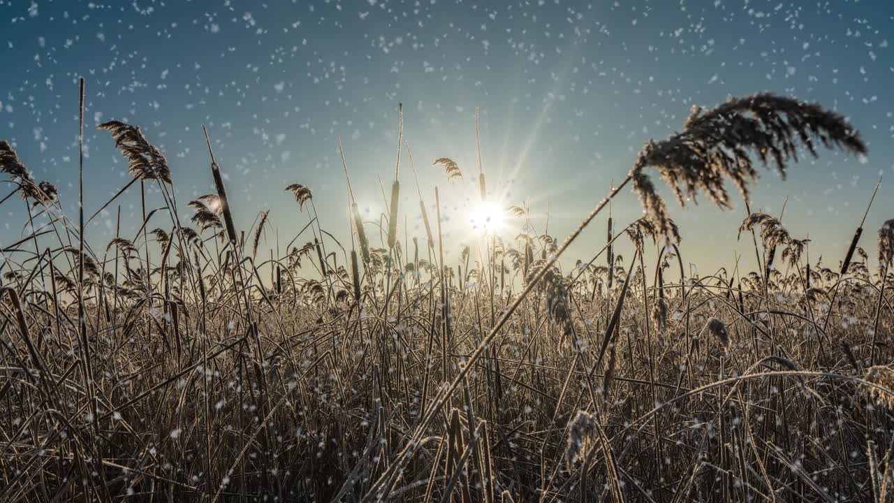 这是一个冬季的场景动画，汽车在积雪覆盖的道路上缓慢行驶，树叶从树上轻轻飘落。视频循环视频素材