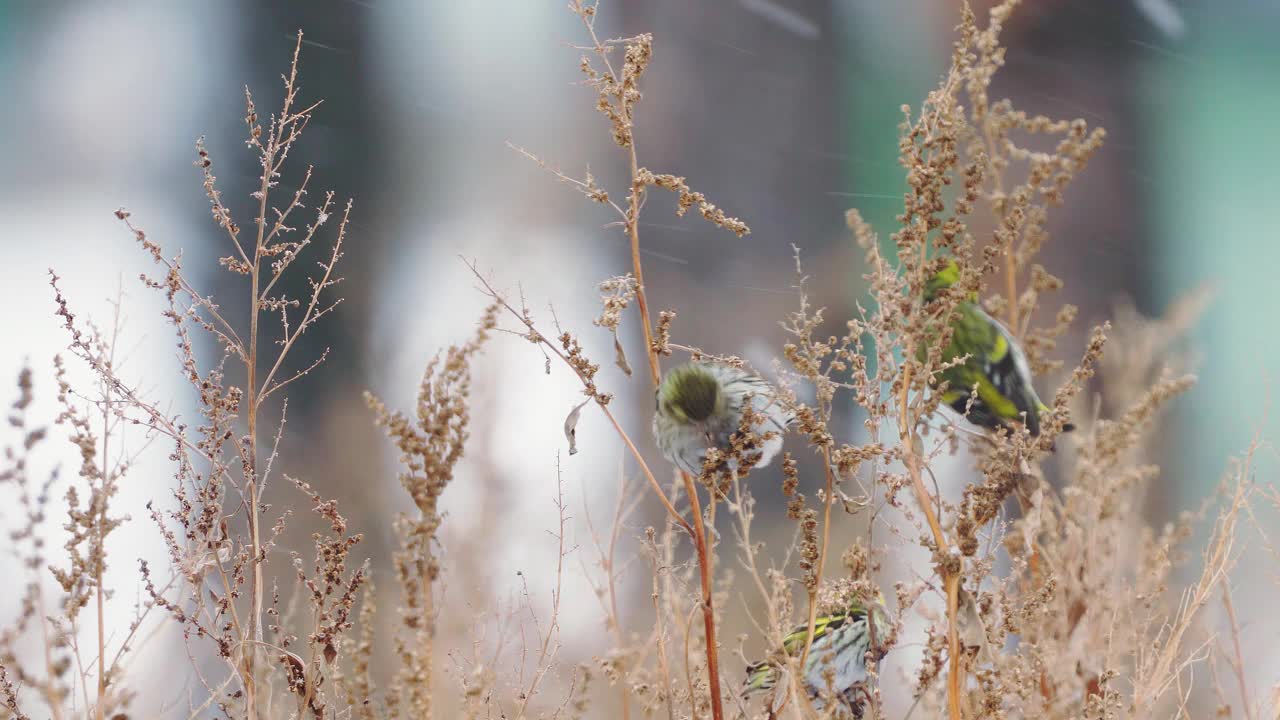 一群鸟-欧亚金丝金雀(Spinus Spinus)和红鹤(Acanthis flammea)正坐在干草上吃去年的种子。视频素材