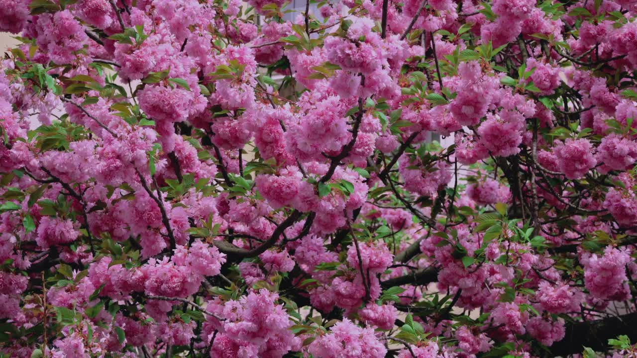 枝上盛开着粉红色樱花的日本自然春景景观视频素材