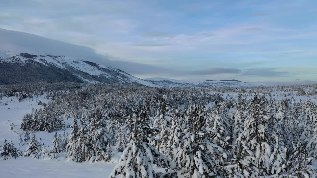 鸟瞰图冰冻森林与新鲜的雪覆盖的树木视频素材