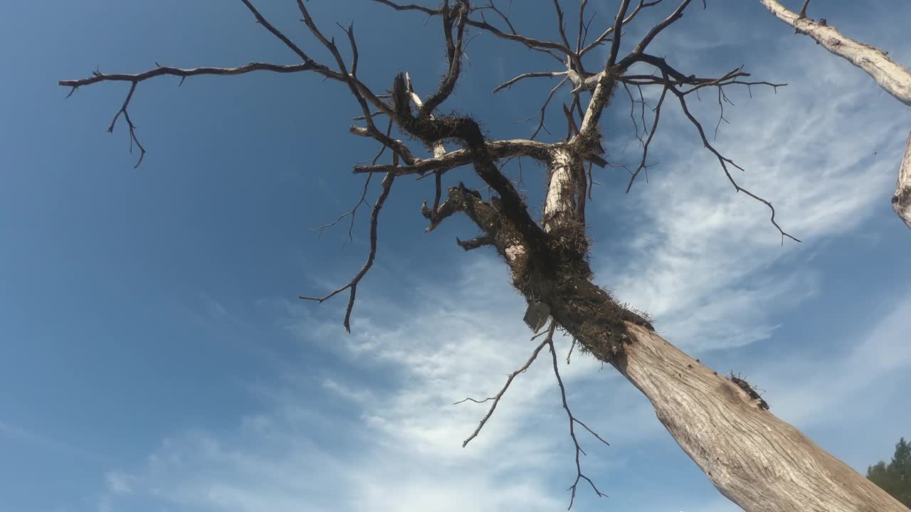 低角度的观点干燥的树在晴朗的夏天中午在蓝天通风卷云。邮票的纹理与天空形成了美丽的对比。自然背景的环境和旅游VDO视频素材