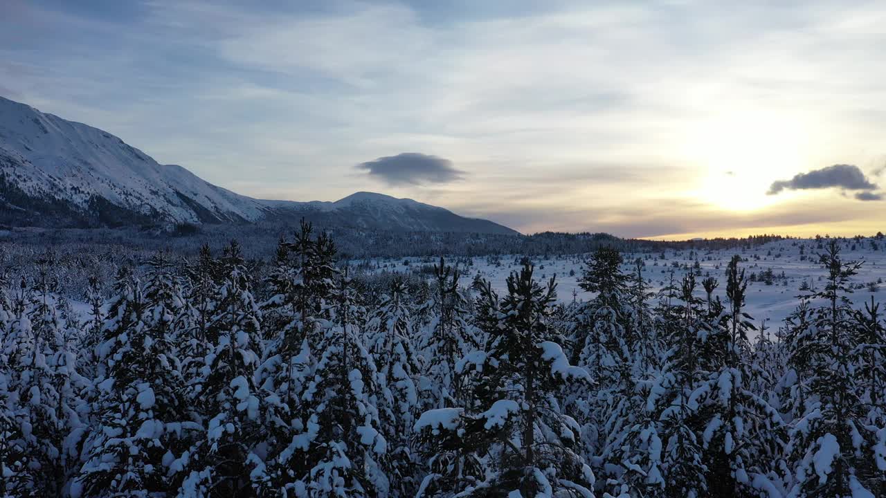 鸟瞰图冰冻森林与新鲜的雪覆盖的树木视频素材