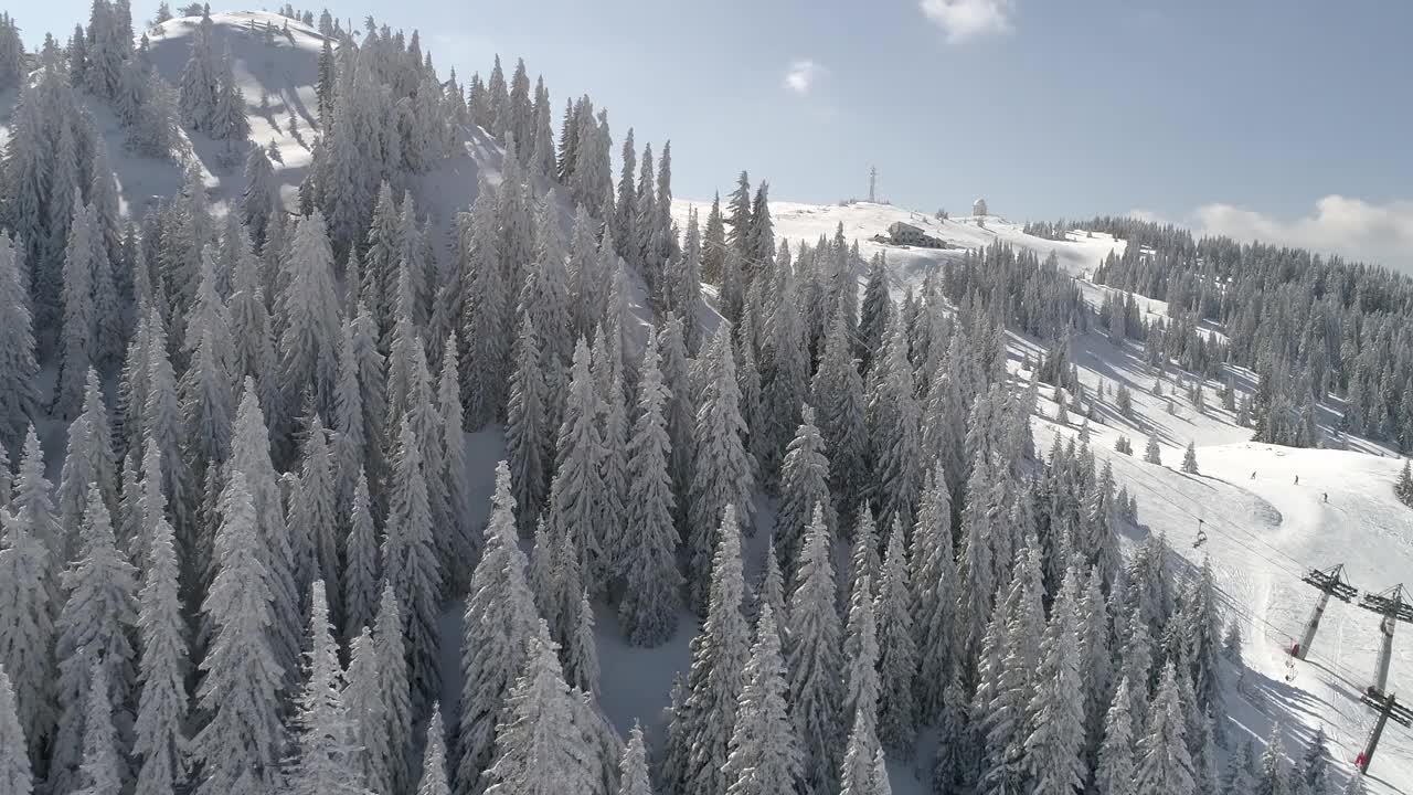 鸟瞰图冰冻森林与新鲜的雪覆盖的树木视频素材