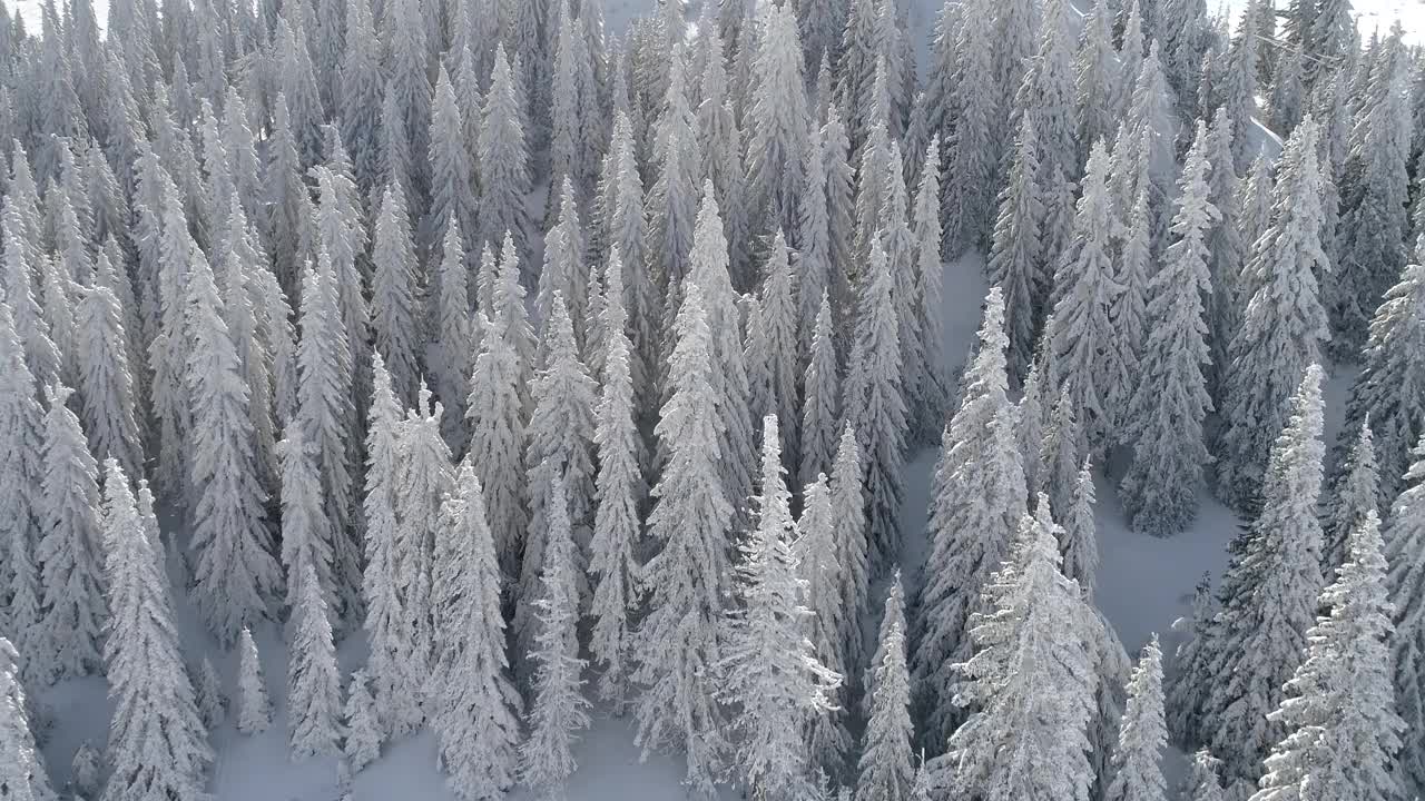 鸟瞰图冰冻森林与新鲜的雪覆盖的树木视频素材