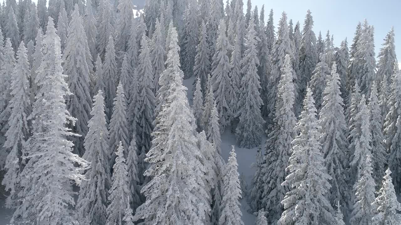 鸟瞰图冰冻森林与新鲜的雪覆盖的树木视频素材