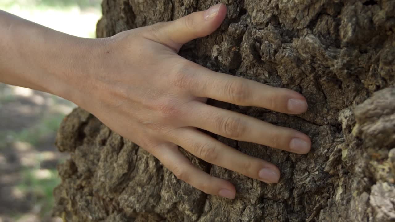 女人的手在一棵老树上慢动作地滑动。女性手触摸树干的硬壳表面视频素材