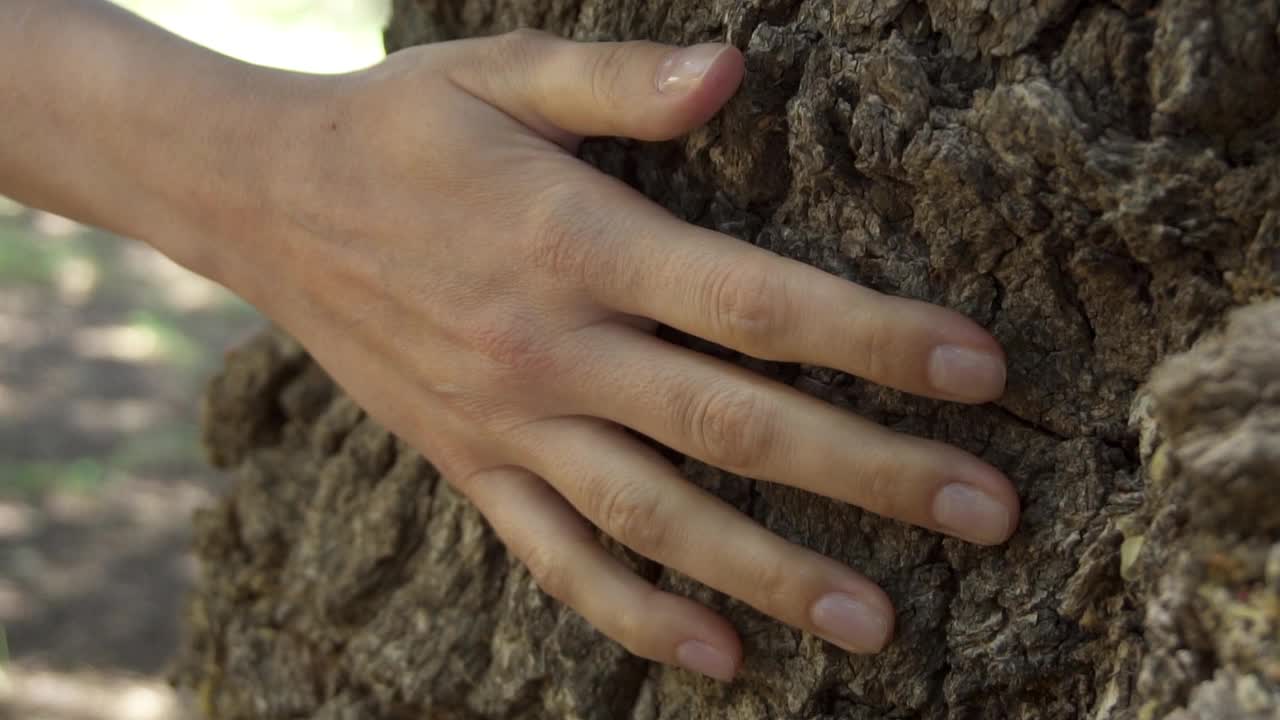 女人的手在一棵老树上慢动作地滑动。女性手触摸树干的硬壳表面视频素材