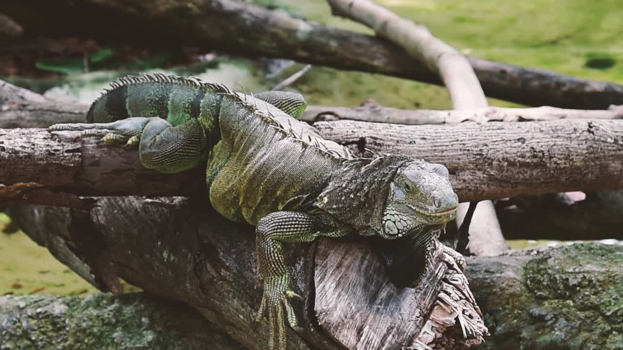 绿色鬣蜥坐在树枝上视频素材