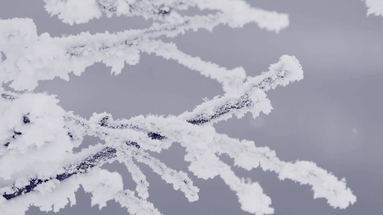 雪平稳地旋转着，落在冰冻的树上。雪花在模糊的灰色背景上可见。白桦枝上有松软的霜。降雪和冬季森林的宁静气氛视频素材