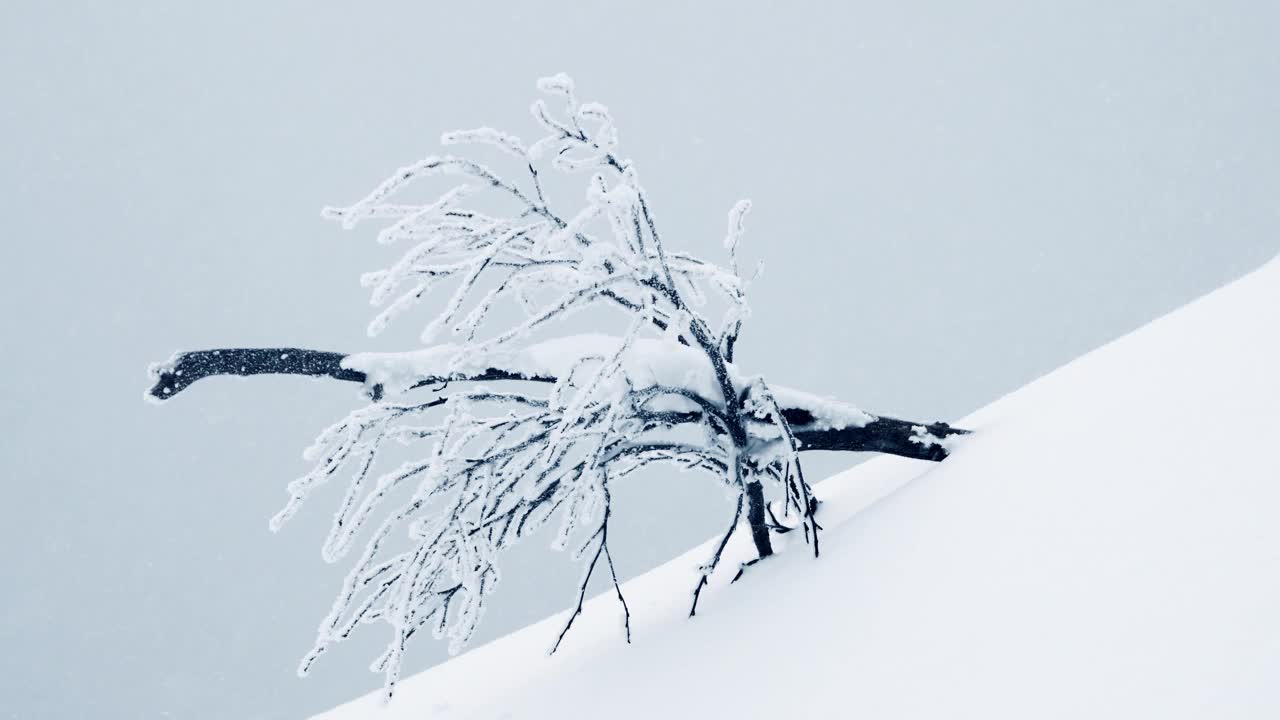 孤树倚雪山。树枝上覆盖着冰霜。强风携着多刺的雪，吹动灌木丛。黑色的树干与蓝色的天空背景形成鲜明的对比。冬季景观与雪堆视频素材