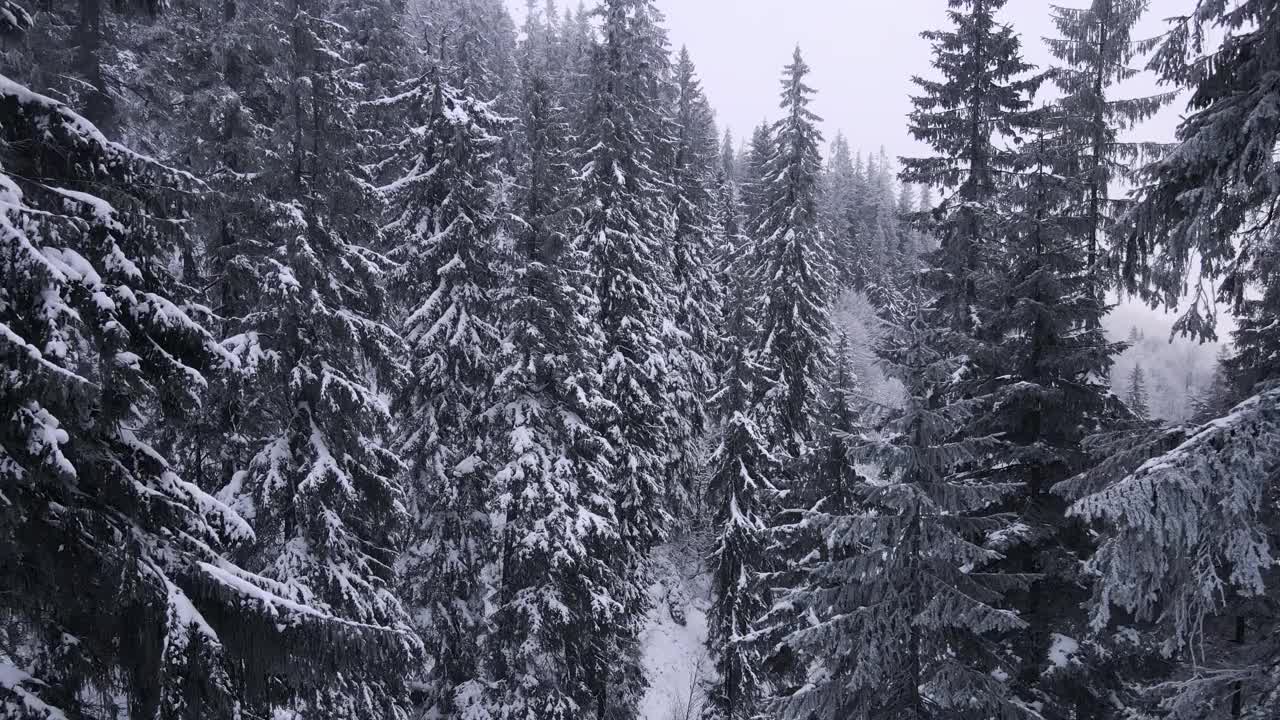 前进的雪地森林视频素材