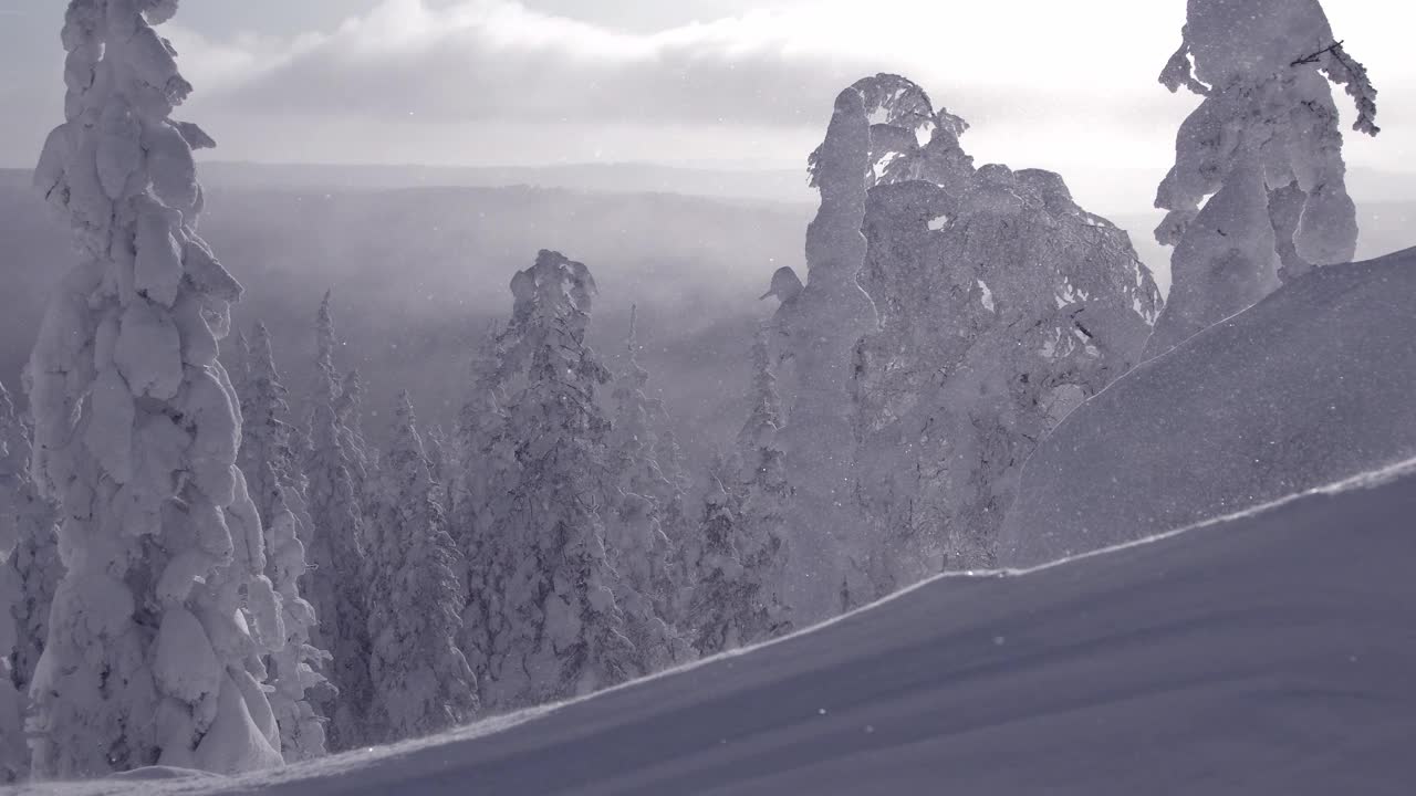 风带着雪从山上吹下来。雪花在阳光下闪闪发光。树木在雾凇的重压下移动。冬天的森林是冰冻的，覆盖着霜。在地平线上，透过薄雾，可以看到杉树上的云视频素材