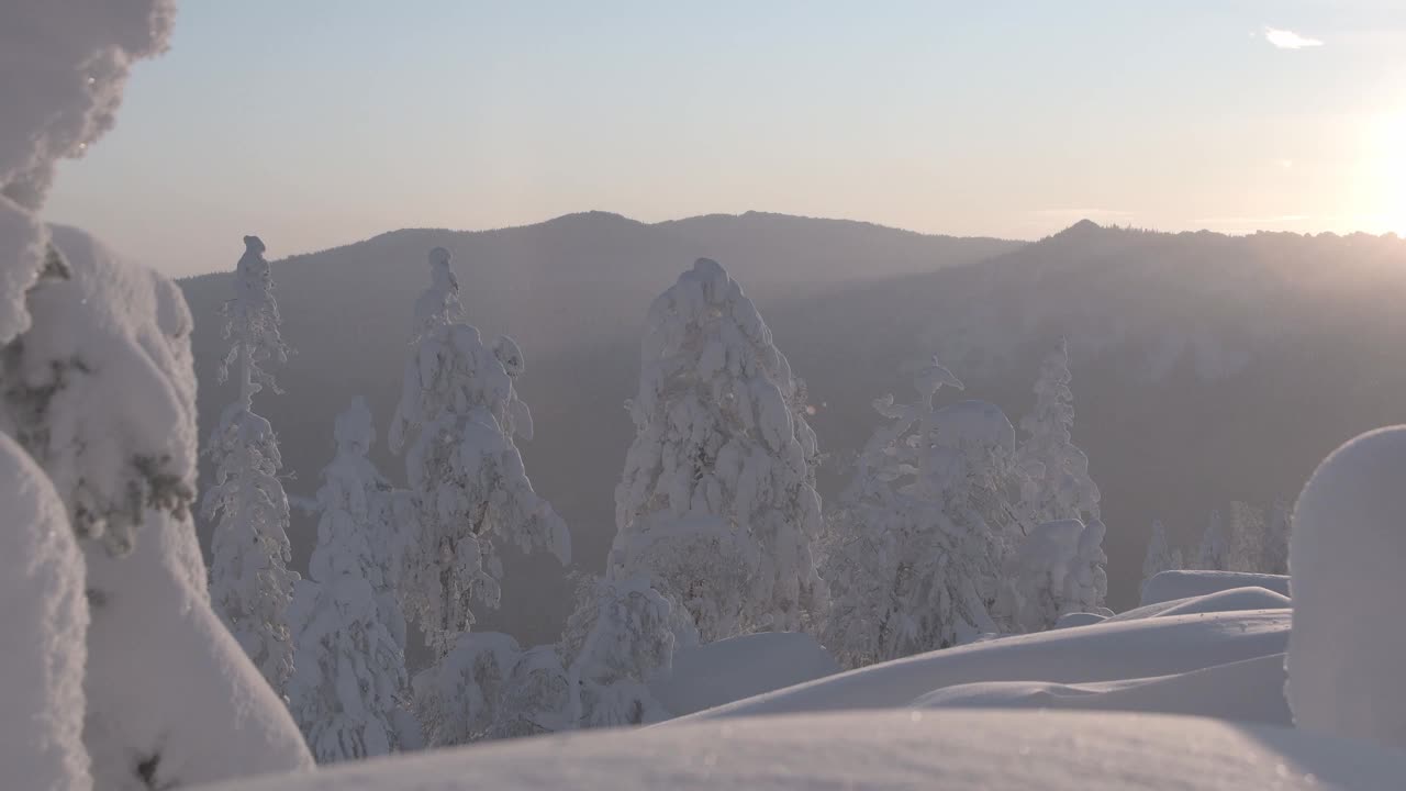 蓝天下的雪域森林全景。雪堆沿着山坡吹，雪花在阳光下闪闪发光。在地平线上，树上覆盖着一层霜。风吹动冬日冷杉的树枝。视频素材