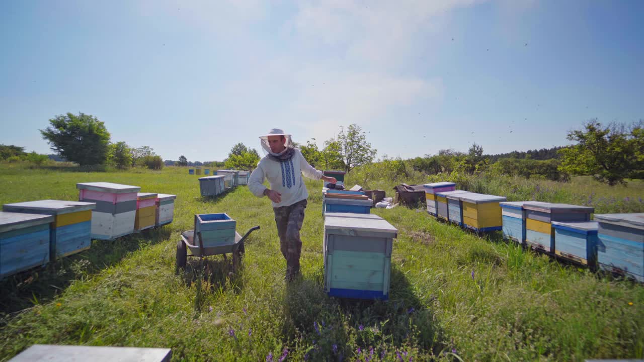 在夏天养蜂场。养蜂人在乡下的养蜂场和蜂箱一起工作。养蜂人把蜂框带进蜂巢。视频素材