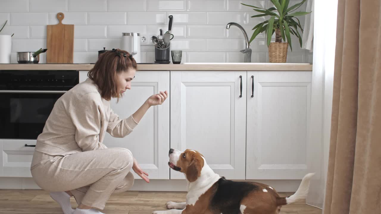 这只小猎犬的女主人正在训练，并给她的宠物喂食。狗坐在家里靠近窗户的地板上执行命令。男人最好的朋友视频素材