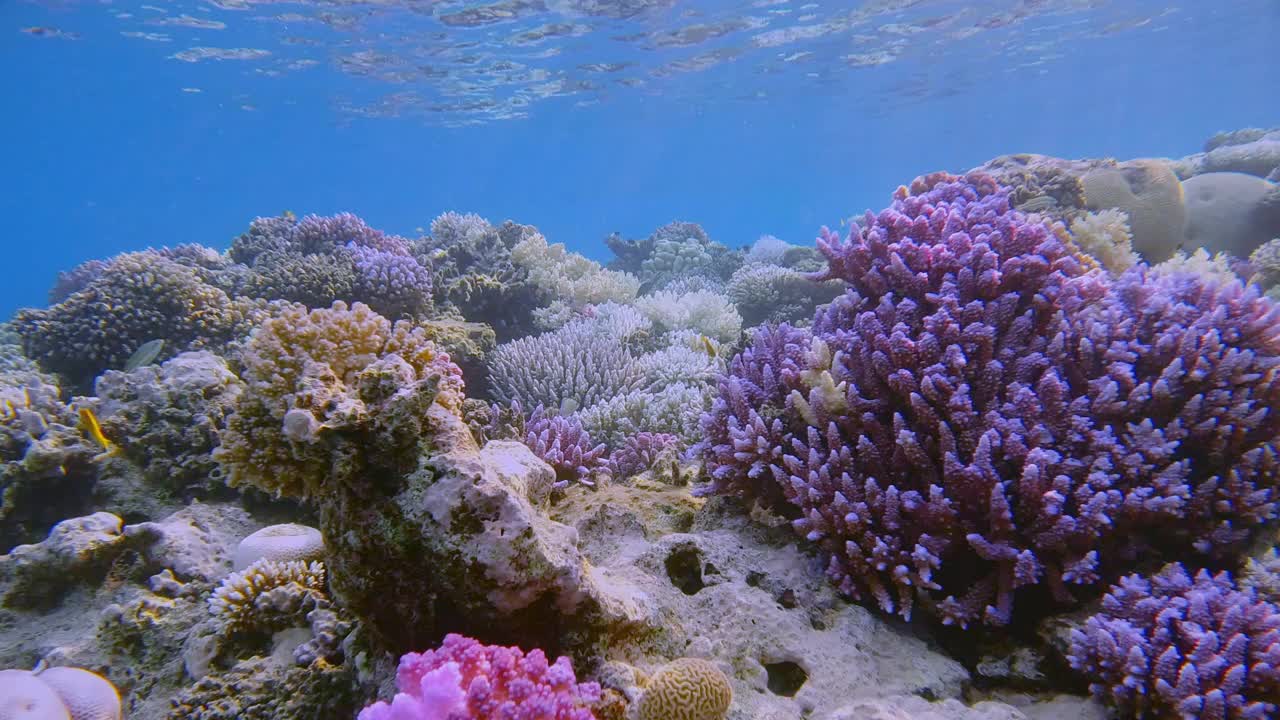 埃及马萨阿拉姆，红海美丽珊瑚礁上的海洋生物视频素材