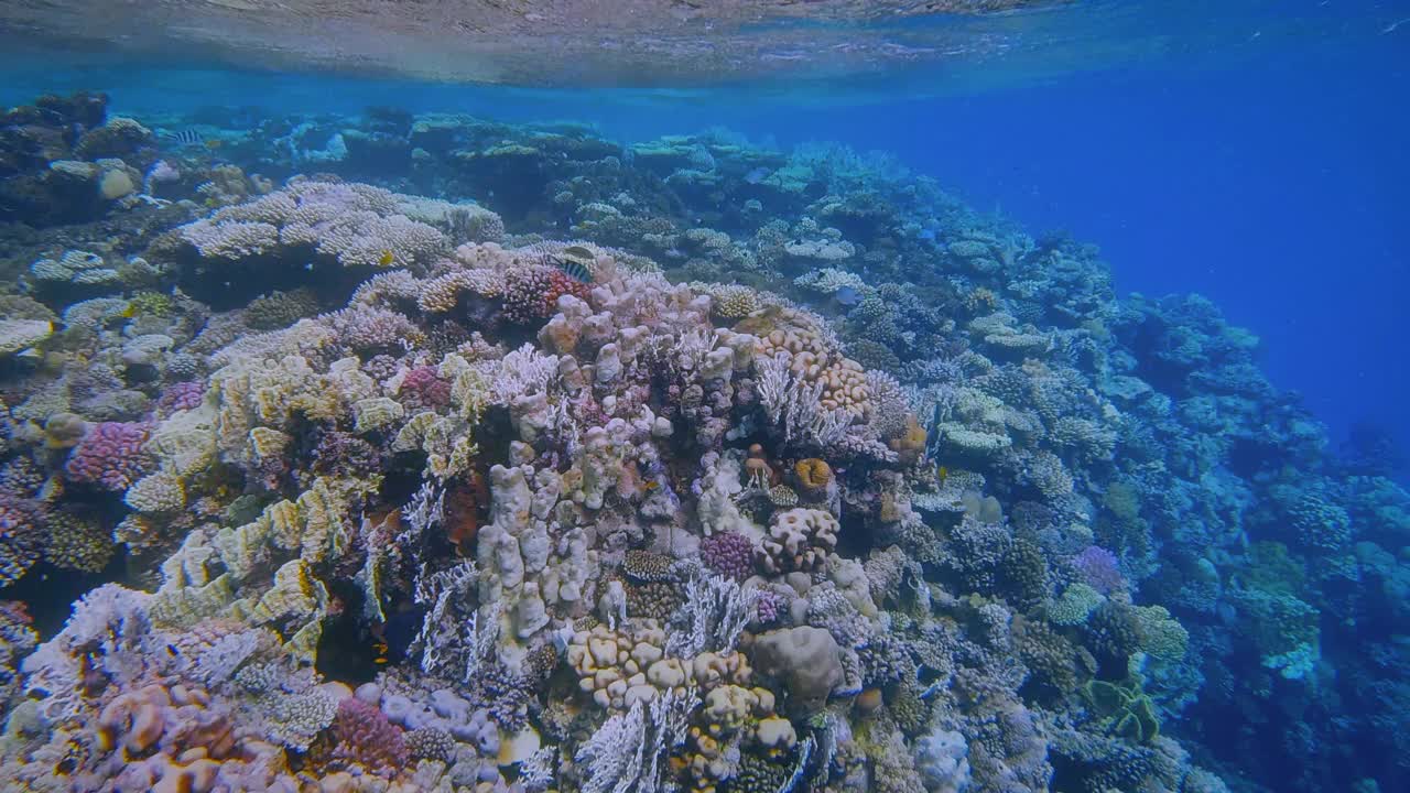 在埃及红海的马萨阿拉姆，美丽的珊瑚礁上有海洋生物和许多小型热带鱼视频素材