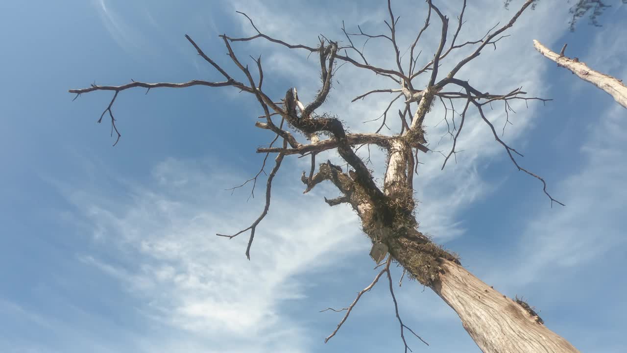 低角度的观点干燥的树在晴朗的夏天中午在蓝天通风卷云。邮票的纹理与天空形成了美丽的对比。自然背景的环境和旅游VDO视频素材