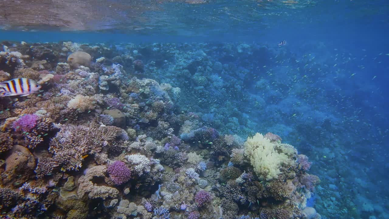 在埃及红海的马萨阿拉姆，美丽的珊瑚礁上有海洋生物和许多小型热带鱼视频素材