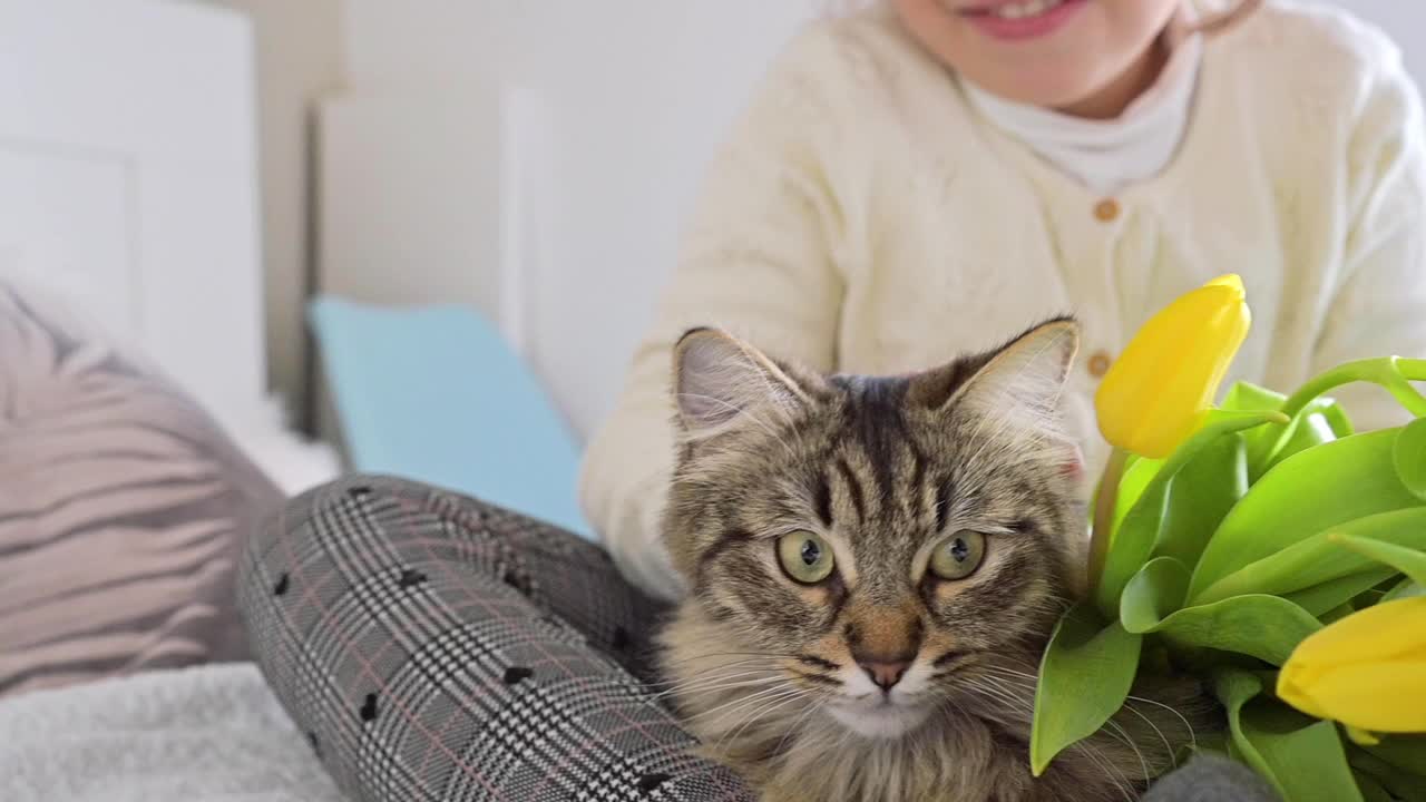 一个小女孩拿着一束鲜艳的郁金香和一只毛茸茸的猫。3月8日妇女节或母亲节送花给妈妈。给妈妈的节日礼物视频素材