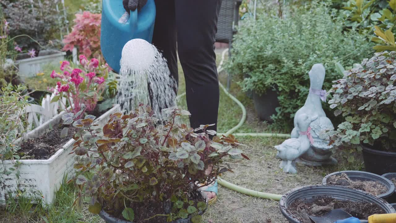 年轻女子在花园里工作，照料花草视频素材