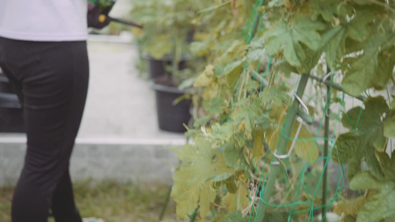 年轻女子在花园里工作，照料花草视频素材