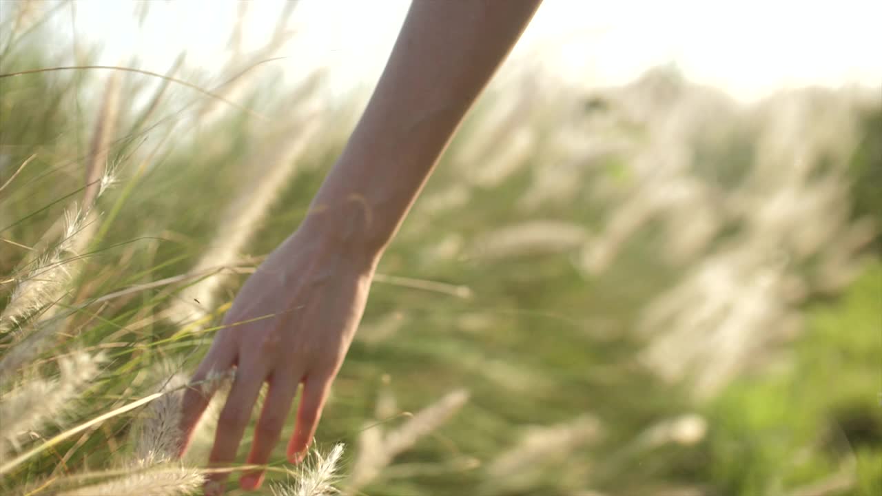 触摸草的女人的手视频素材