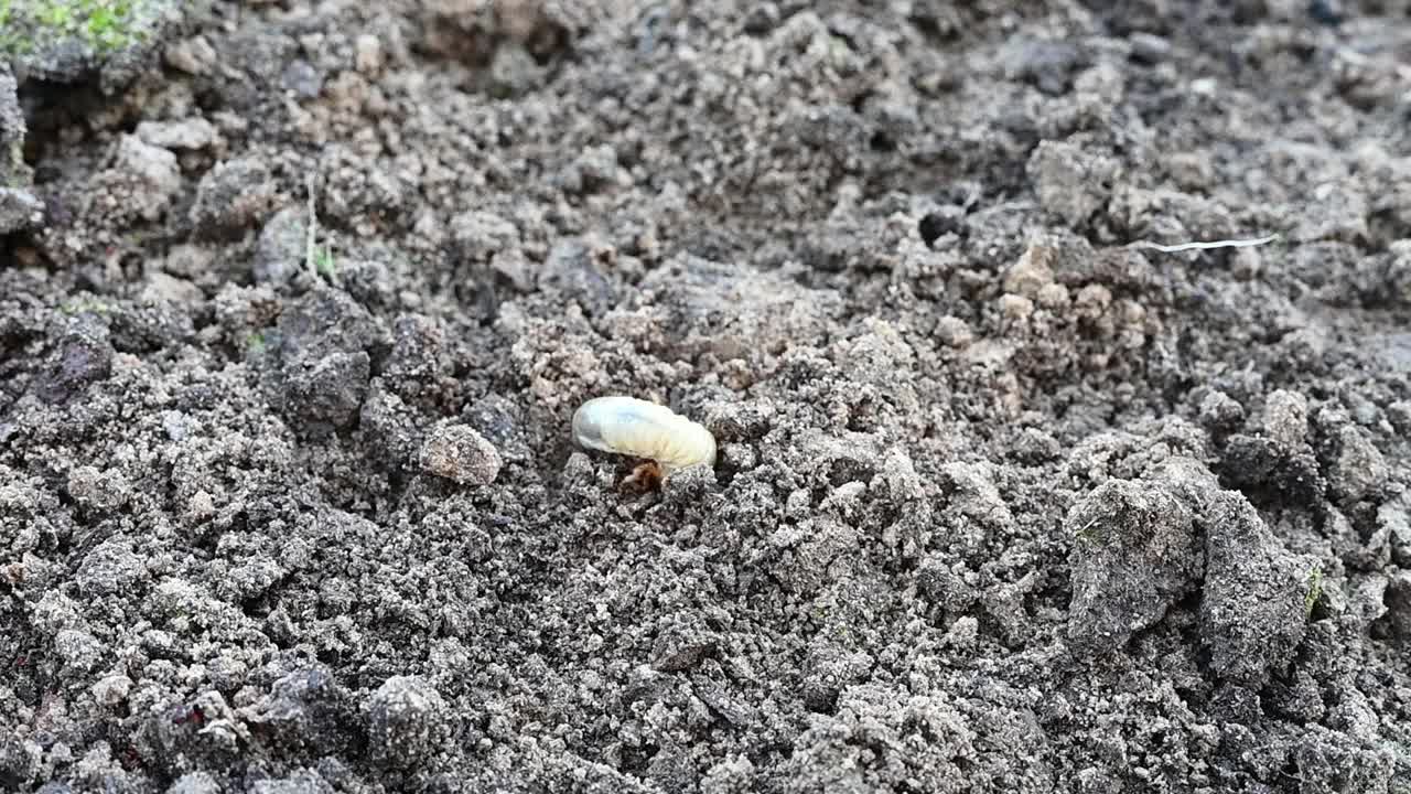 5月甲虫或金龟子的幼虫在花园的松土春季视频素材