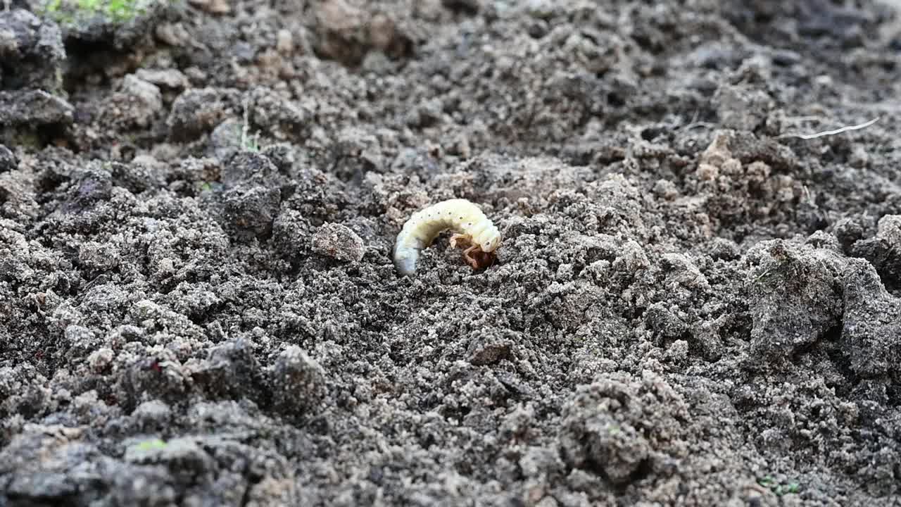 5月甲虫或金龟子的幼虫在花园的松土春季视频素材