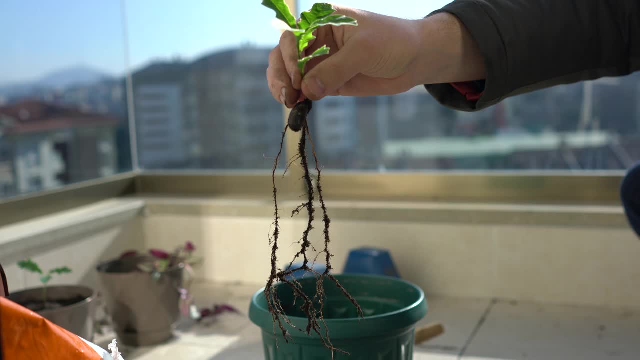 重新盆栽橡树幼苗-植物的根和手视频素材