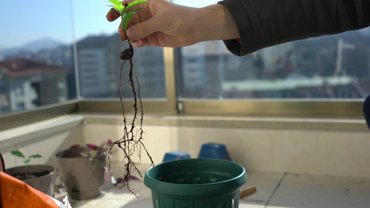 重新盆栽橡树幼苗-植物的根和手视频素材