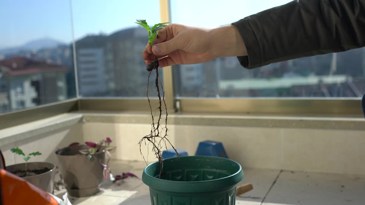 重新盆栽橡树幼苗-植物的根和手视频素材