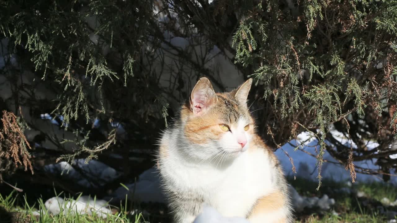 家猫在花园外面坐着视频素材