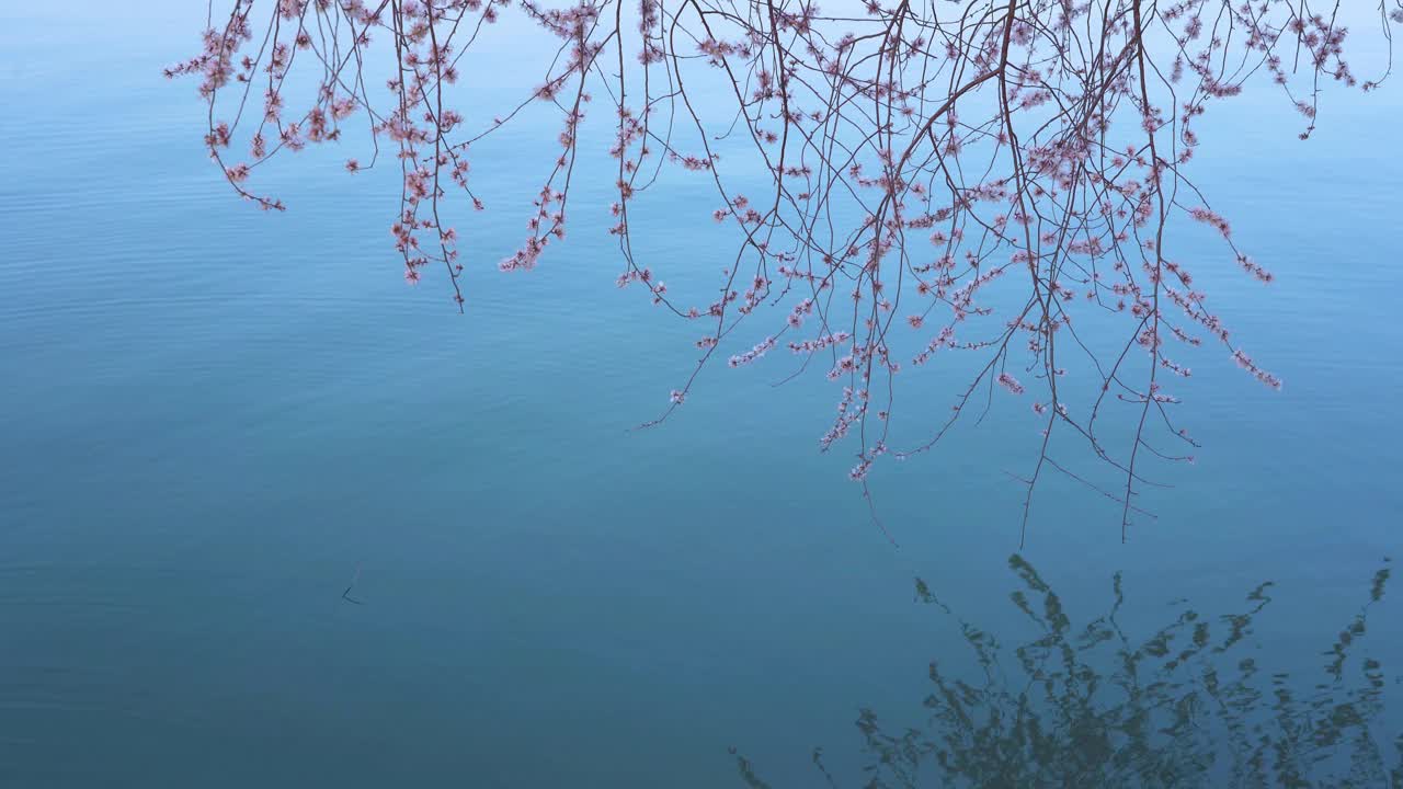 春花和湖水背景视频素材