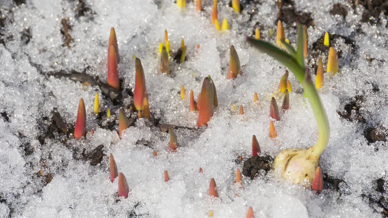 延时拍摄融化的雪视频素材