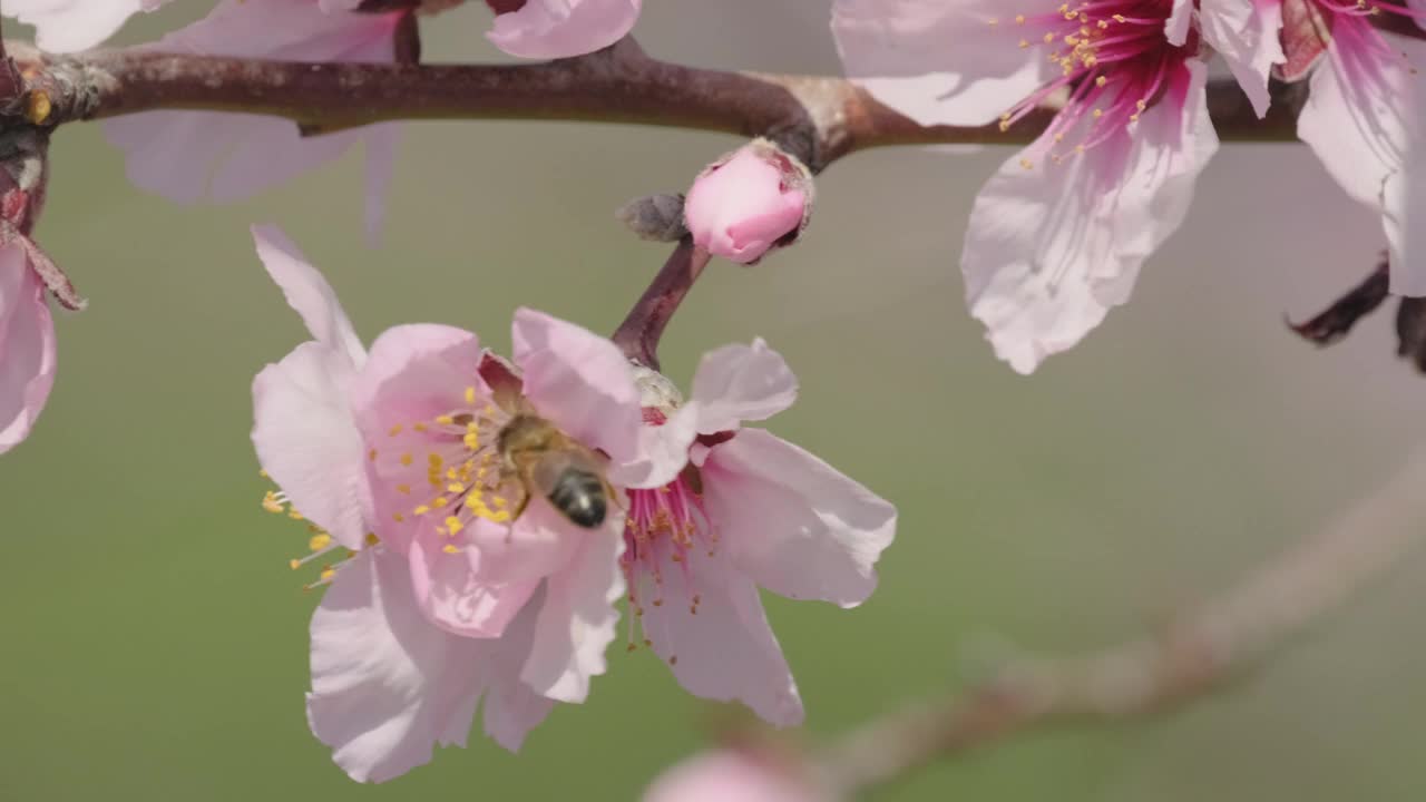 一只动作缓慢的蜜蜂收集蜂蜜，并为粉红色的杏花、樱花或樱花授粉视频素材