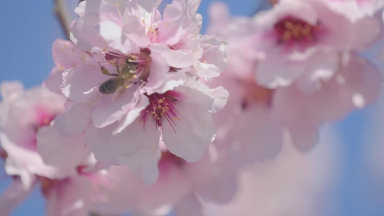 实时蜜蜂收集蜂蜜和授粉娇嫩的粉红色杏仁或樱花或樱花视频素材