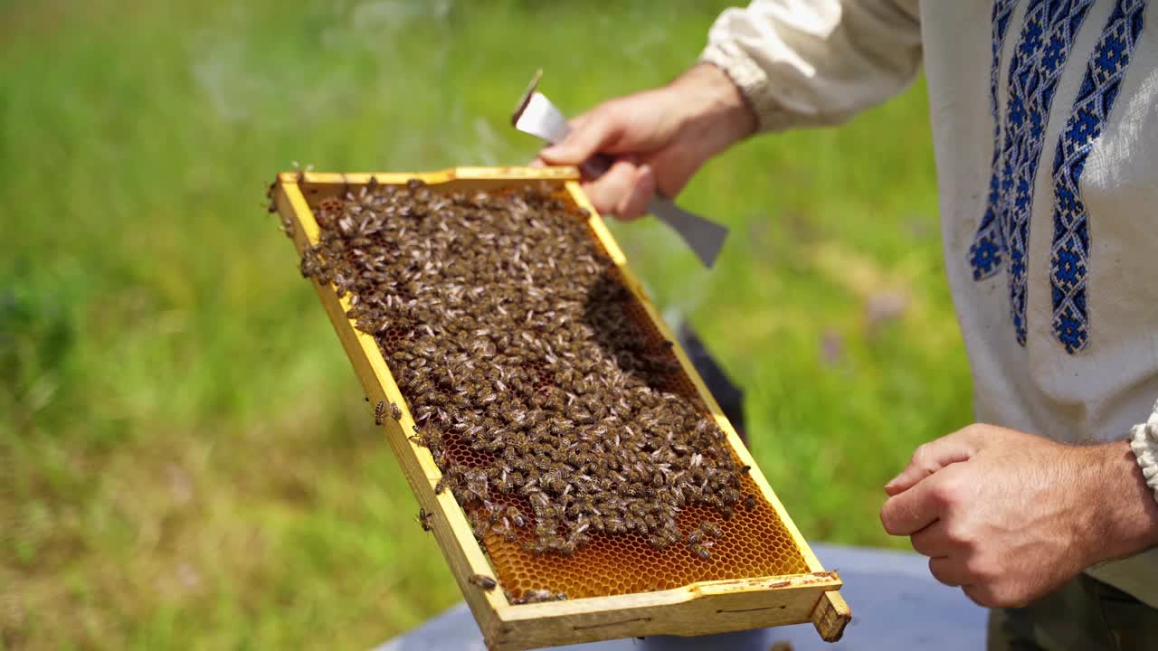 人手中的蜜蜂架。养蜂人在木架上与蜜蜂一起饲养和检查蜂巢。蜜蜂生产纯有机产品。视频素材