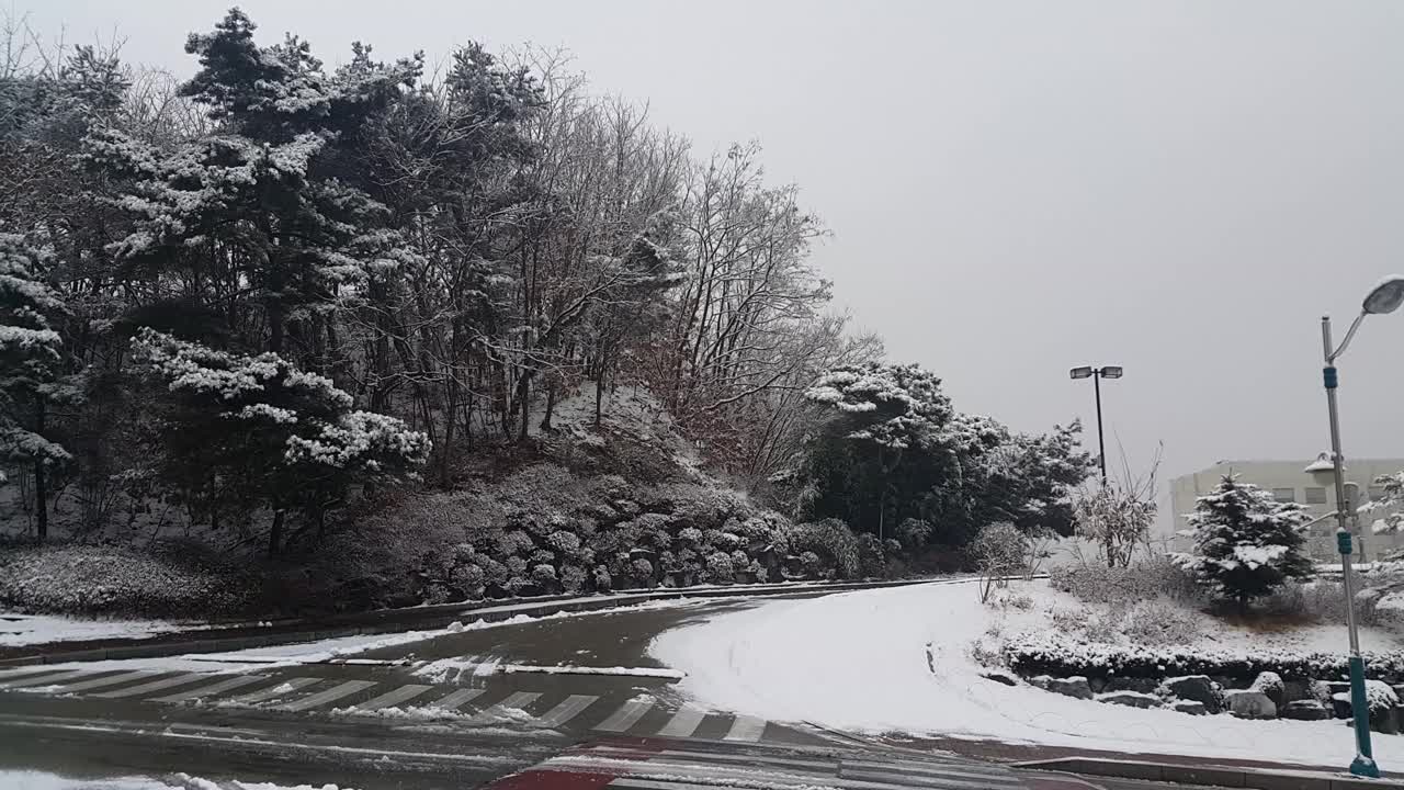 雪地和树木的景色，在一个公园在冬天视频素材