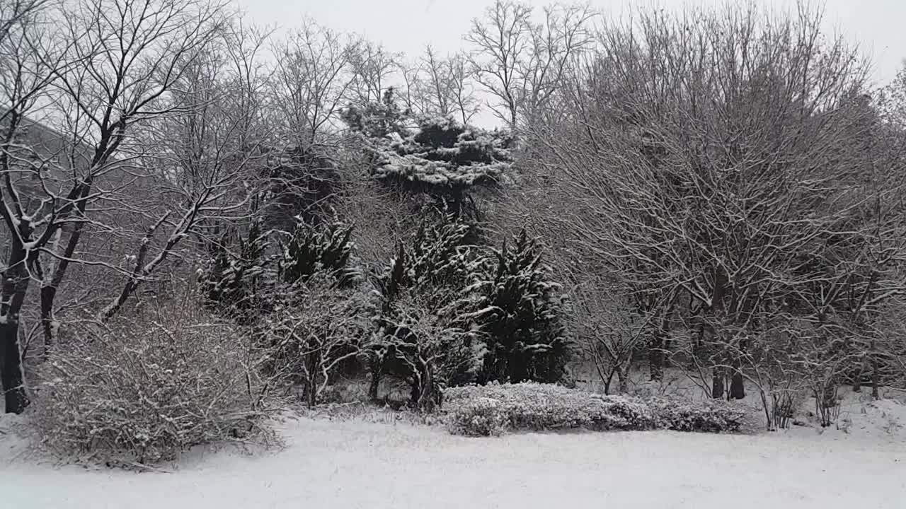 雪地和树木的景色，在一个公园在冬天视频素材